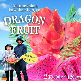 【ふるさと納税】～徳之島の川上さん親子が育てた～ドラゴンフルーツ（赤：2玉）（ 果物 フルーツ 旬 フレッシュ 南の島 南国 甘い 美容 太陽 世界自然遺産 こだわり 恵み 人気 自然 川上道場 夏 秋 冬 ）