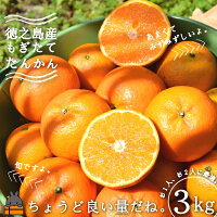 大人気の徳之島産たんかん！
