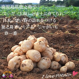 【ふるさと納税】（春に配送）〜春の訪れを告げる〜徳之島プレミアムブランド”春一番じゃがいも”（10kg）