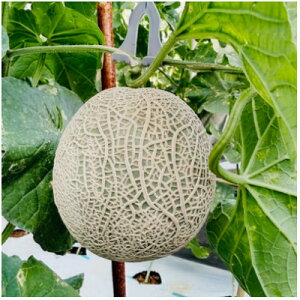 yӂ邳Ɣ[Łzy2025N12菇zJcWt@[̃LL2(p)y1435052z