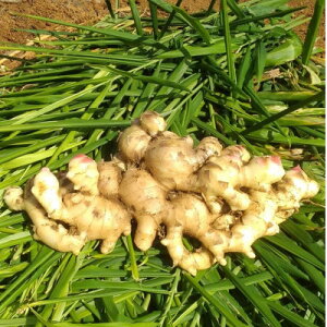 yӂ邳Ɣ[Łzyʌ ͔|Ԓ_sgpz V ɐ咬Y VI 傤 4kg yR鑾zy1463323z