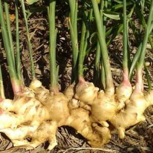 yӂ邳Ɣ[Łzyʌ ͔|Ԓ_sgpz V ɐ咬Y VI 傤 8kg yR鑾zy1463324z