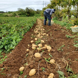 yӂ邳Ɣ[Łzys\! 2026N2{z ɐ咬 Yi L@͔| ΂ꂢ 5kgy1474129z