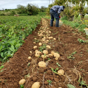 yӂ邳Ɣ[Łzys\! 2026N2{z ɐ咬 Yi L@͔| ΂ꂢ 10kgy1484237z