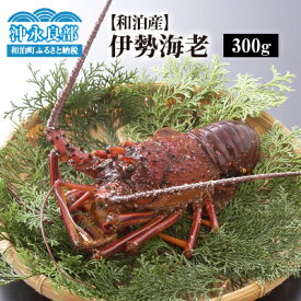 【ふるさと納税】伊勢海老 約300g 1尾 天然 活き〆冷凍 漁師直送 素潜り漁 急速 冷凍 新鮮 おすすめ グルメ お取り寄せ 海産物 縁起物 バーベキュー グリル ボイル 味噌汁 グラタン パエリア 特産品 沖永良部島 送料無料