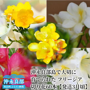 �y�ӂ邳�Ɣ[�Łz �t���[�W�A �؂�� 60�{ ���i�Ǖ��� ��؂Ɉ�Ă�ꂽ �� �Ϗܗp ������ �C���e���A ������� ���킢�� �t�����[ �A�����W �t�����[�A�����W�����g ���� �ԑ� �{ �� ���ꂢ 