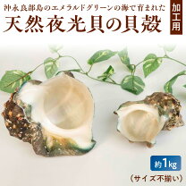 楽天市場】夜光 貝の通販