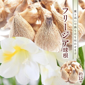 yӂ邳Ɣ[Łzt[WA  15 ԕS eb|E O荂 ȉ J t 炭 At 10  t[ K[fjO ͔|  a  