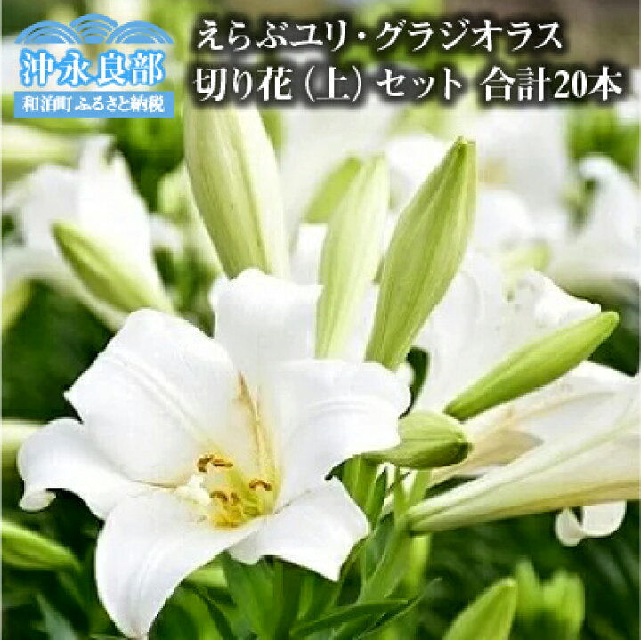 楽天市場 ふるさと納税 沖永良部島で大切に育てられた えらぶユリ グラジオラス切り花 上 セット 鹿児島県和泊町