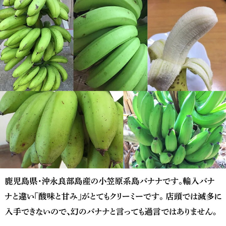 楽天市場 ふるさと納税 幻のバナナ 島バナナ 1 5kg 沖永良部島産 22年発送 鹿児島県和泊町