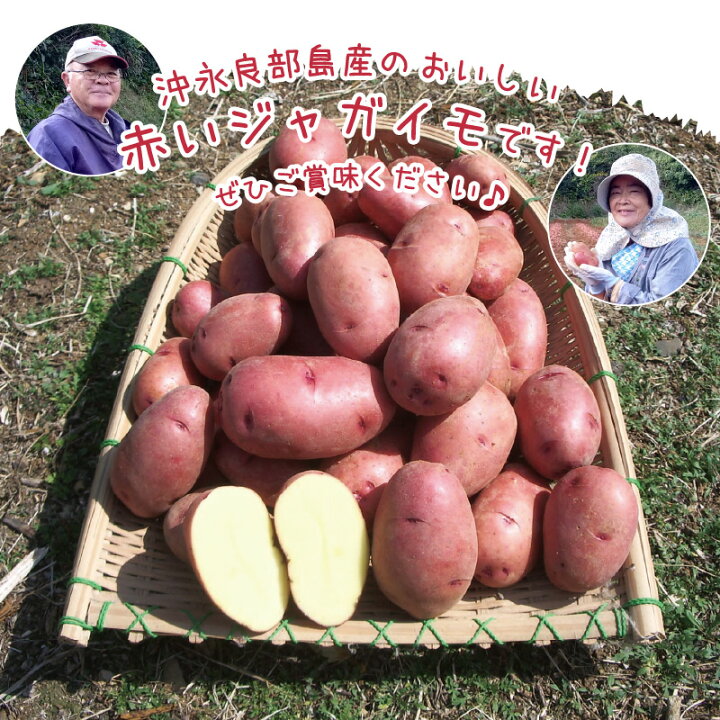 楽天市場 ふるさと納税 先行予約受付 23年1月 5月お届け じゃがいも 約 5kg てれやさん 乳酸菌 芋 ポテト 赤い とれたて 食品 野菜 新鮮 カレー ポテトサラダ 肉じゃが コロッケ 産地直送 人気 おすすめ お取り寄せ お取り寄せグルメ 送料無料 鹿児島県知名町