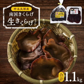 【ふるさと納税】 南国 きくらげ 生セット 計1.1kg 生きくらげ 木耳 きのこ 歯ごたえ 肉厚 ミネラル ぷりぷり 食感 料理 美味しい 国産 大容量 ボリューム 沖永良部 冷蔵 南国きのこ苑 鹿児島 知名町 おすすめ ランキング プレゼント ギフト