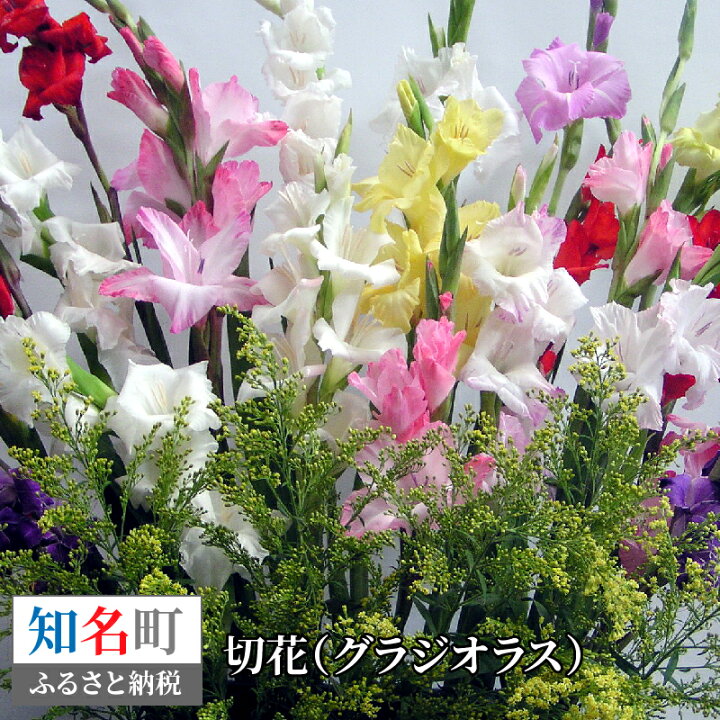 楽天市場 ふるさと納税 切花 グラジオラス 鹿児島県知名町