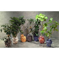 楽天市場】140cm（種類（植物）ウンベラータ）（観葉植物｜花・観葉 