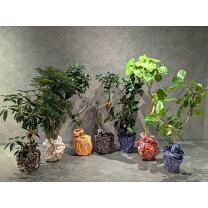 楽天市場】沖縄 観葉植物（種類（植物）ウンベラータ）の通販