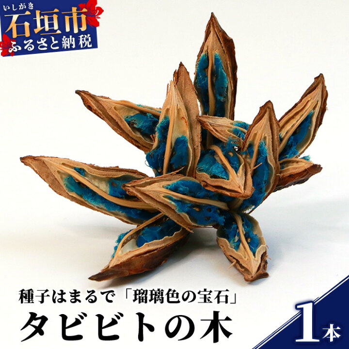 楽天市場】【ふるさと納税】【予約受付】タビビトの木 (美しいコバルト 