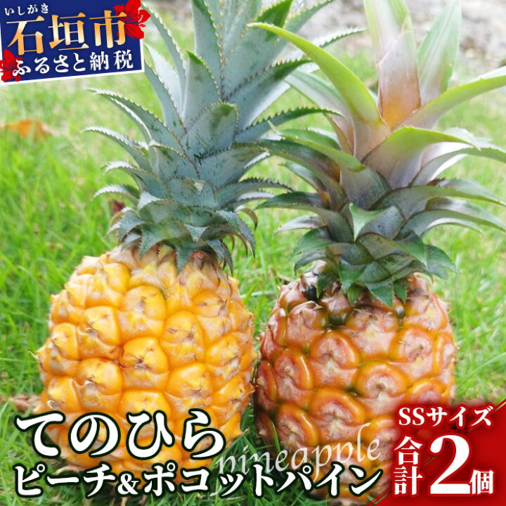 沖縄県石垣島産ピーチパイン苗50本バレル1本 - 食品｜果物