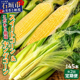 【ふるさと納税】【先行予約】 1番遅くて1番早い⁉ プレミアムヤングコーンとスイートコーン！！朝採れを皮付きのままお届け！！ | コーン スイートコーン とうもろこし ヤングコーン 朝採れ ふるさと納税 ふるさと 沖縄県 沖縄 石垣 石垣島 石垣市 人気
