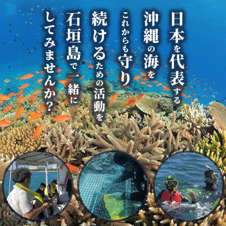 【ふるさと納税】サンゴ再生応援ツアー～甦れ！八重山のサンゴ畑～（24名まで）JL-2沖縄八重山八重山諸島石垣島サンゴサンゴ礁応援ツアーチケット