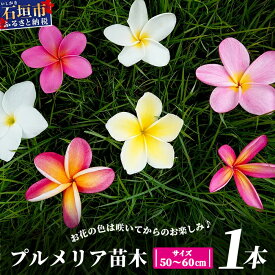 【ふるさと納税】石垣島産 プルメリア苗木1本(50〜60cm) 【 石垣島 南国 植物 花 苗木 観葉植物 】 NE-5