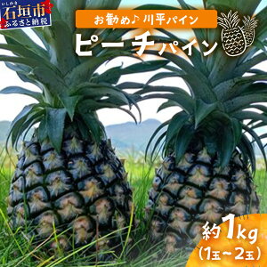 【ふるさと納税】<先行予約>ピーチパイン 1kg (1〜2玉) 《お勧め♪川平パイン》《2026年5月〜11月頃発送》 | パイナップル 沖縄 石垣島 ピーチ 川平 KN-4