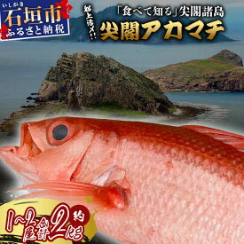 【ふるさと納税】[予約受付] 高級ブランド魚 尖閣赤マチ 1～2尾 合計約2kg 下処理済 [沖縄三大高級魚] 尖閣諸島 刺身 焼魚 煮物 鮮魚 冷凍 ムニエル 天然 洋食 和食 白身魚 高級魚
