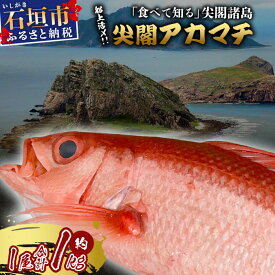 【ふるさと納税】[予約受付] 高級ブランド魚 尖閣赤マチ 1尾 約1kg 下処理済 [沖縄三大高級魚] 尖閣諸島 刺身 焼魚 煮物 鮮魚 冷凍 ムニエル 天然 洋食 和食 白身魚 高級魚 GK-3