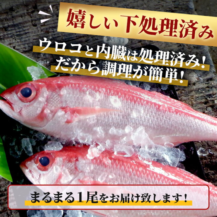 楽天市場】【ふるさと納税】[予約受付] 高級ブランド魚 尖閣赤マチ 1尾 