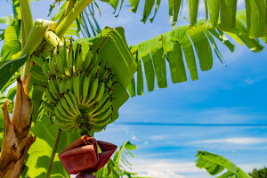 yӂ邳Ɣ[Łzy2026N6`10zi󂠂j喞IΊ_Yoii3[ | ӂ邳Ɣ[ oii 󂠂 t[c ʕ ʎ 썑t[c ꌧΊ_s ꌧ Ί_s Ί_ Yn 