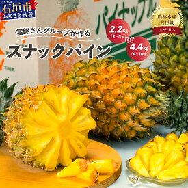 【ふるさと納税】《予約受付》スナックパイン 2.2kg (2~4玉) or 4.4kg(4玉〜10玉) 《2026年4月20日より順次発送予定》農林水産大臣賞受賞 當銘さん グループ パイナップル パイン ボゴール 果物 くだもの フルーツ 果実 沖縄県 沖縄 石垣 石垣島 石垣市