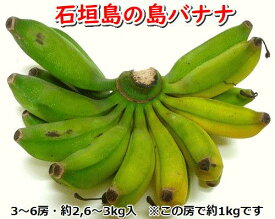 【ふるさと納税】石垣島の島バナナ、3～6房（約2,6～3kg前後入り）爽やか酸味のスッキリ系バナナ、少し冷やしてもイイんです！　SI-34
