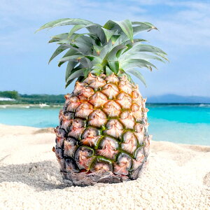 yӂ邳Ɣ[Łzs\񁄐Ί_Y s[`pC 2026N5ȍ~yʁEʁz | pC ʕ Ԍ Yn  ꌧΊ_s pCibv ÂĔ W[V