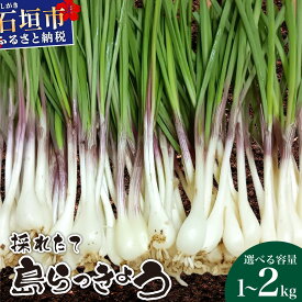 【ふるさと納税】＜選べる容量＞≪2026年2月下旬〜5月下旬発送≫採れたて島らっきょう 1kg・1.5kg・2kg｜沖縄県 石垣市 ふるさと納税 野菜 らっきょう 島らっきょう おつまみ 採れたて 料理 漬物 天ぷら おかぴ農園 産地直送 送料無料 OK-01 OK-02 OK-03