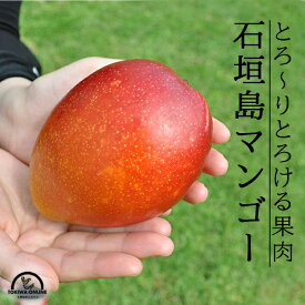 【ふるさと納税】《2026年順次発送》訳あり 沖縄マンゴー（石垣島産）2kg ときわマンゴー農園 ふるさと納税 石垣島 沖縄県石垣市 石垣市 南国 フルーツ マンゴー 果物 訳あり 送料無料 TK-2-1