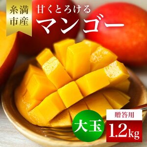 yӂ邳Ɣ[Łzy s\ 2026N  z ˂悵}S[̊ÂƂ낯 }S[ 1.2kg ( 500g`650g )( p ) Abv}S[ t[c ʕ Mtg ꌧY Y n}S[ 
