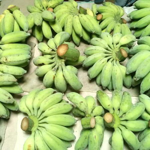 yӂ邳Ɣ[Łzb`HIꌧYAbvoii 2kg oii t[c ʕ _ banana s / ^JGX t[cxW^u [BCBH001]