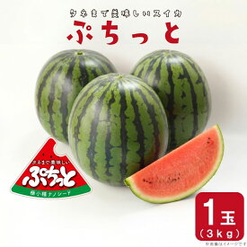 【ふるさと納税】【選べる内容量】【2026年発送】タネまで食べられる？！ タネまで美味しいスイカ「ぷちっと」約3kg（1玉）or約6kg（2玉）｜ 期間限定 贈り物 贈答用 ギフト ふるさと納税 果物 スイカ フルーツ すいか 送料無料(CI001)