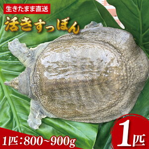 yӂ邳Ɣ[Łzy܂ܒzۂ 1C 800g`900gbۂ Xb| {B R[Q R[QՂ J[ e N 1C  LsY ꌧ(CS001)