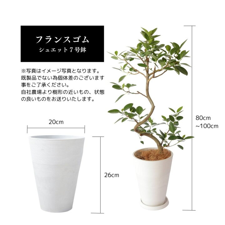 楽天市場】【ふるさと納税】沖縄の観葉植物 人気のフィカス フランス 
