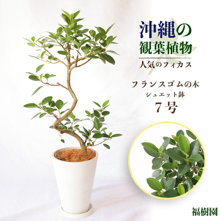 楽天市場】【ふるさと納税】沖縄の観葉植物 人気のフィカス 