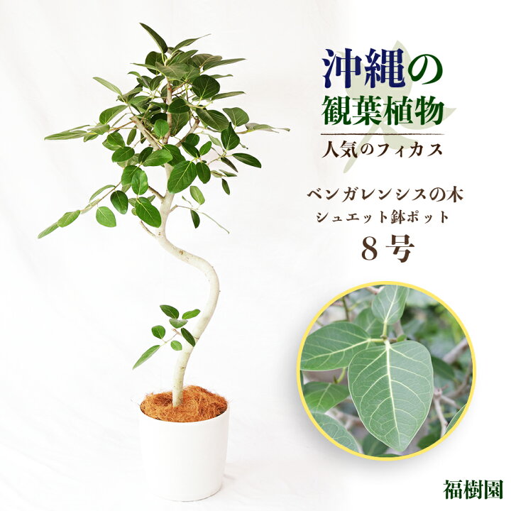 楽天市場】【ふるさと納税】沖縄の観葉植物 人気のフィカス 