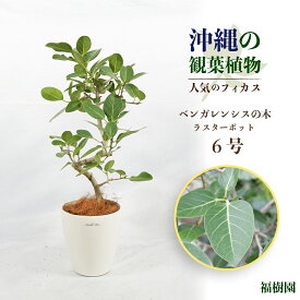 【ふるさと納税】沖縄の観葉植物 人気のフィカス ベンガレンシス6号 ラスターポット 観葉植物 インテリア 鉢セット 鉢付き 緑のある暮らし インテリアグリーン うるま市 AONOKI