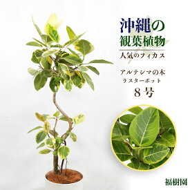 【ふるさと納税】沖縄の観葉植物 人気のフィカス アルテシマ8号 ラスターポット 植物　沖縄　ふるさと納税　フィカス　鑑賞　インテリア　アルテシマ　インテリアグリーン　ハウスプラント　8号　ラスター　鉢付き　観葉植物　フランスゴム　ベンガレンシス　ウンベラータ