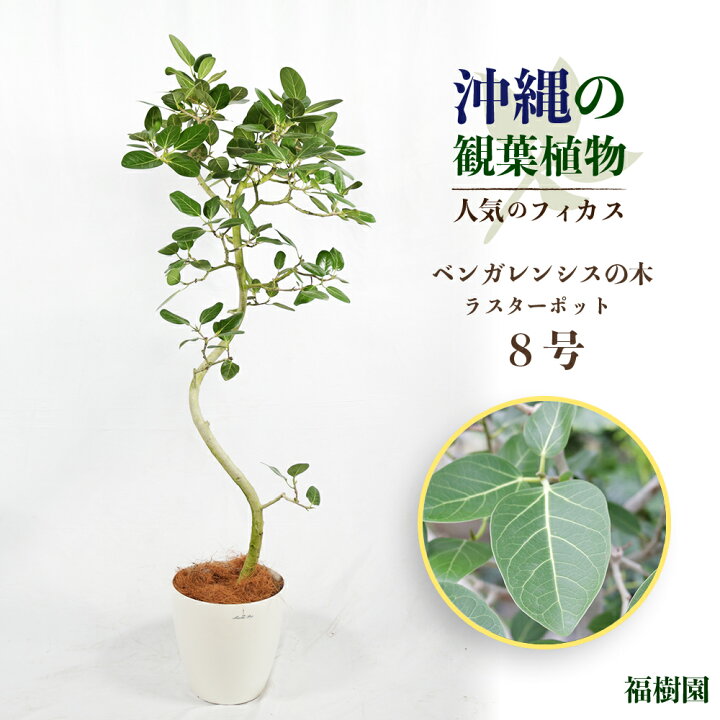 楽天市場】【ふるさと納税】沖縄の観葉植物 人気のフィカス 