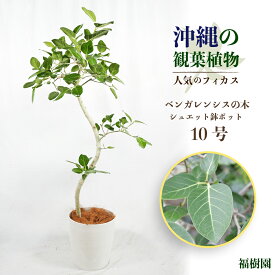 【ふるさと納税】沖縄の観葉植物 人気のフィカス ベンガレンシス10号 シュエット鉢ポット　観葉植物　フィカス　ベンガレンシス　10号　インテリア　鉢セット　鉢付き　インテリアグリーン　沖縄　シュエット　鉢　福樹園　フランスゴム　アルテシマ　ウンベラータ