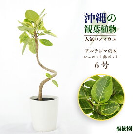 【ふるさと納税】沖縄の観葉植物 人気のフィカス アルテシマ6号 シュエット鉢ポット 植物　沖縄　ふるさと納税　フィカス　鑑賞　インテリア　アルテシマ　緑のある暮らし　インテリアグリーン aonoki 福樹園