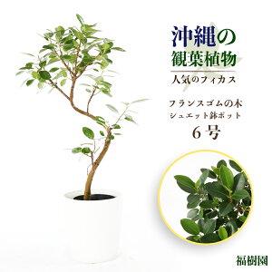 yӂ邳Ɣ[Łz̊ϗtA lC̃tBJX tXS6 VGbg|bg A ӏ S̖  CeA t ܎s ΂̂炵 CeAO[ AONOKI