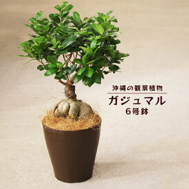 【ふるさと納税】沖縄の観葉植物　観葉植物　ガジュマル 6号鉢　6号　観葉植物　ガジュマル　インテリア　鉢付き　おしゃれ　インテリアグリーン　緑のある暮らし　ハウスプラント　沖縄　うるま市　6号