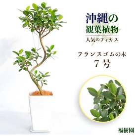 【ふるさと納税】沖縄の観葉植物 人気のフィカス フランスゴム7号 角鉢 観葉植物 インテリア ゴムの木 鉢付き おしゃれ インテリアグリーン 緑のある暮らし ハウスプラント うるま市 福樹園 AONOKI