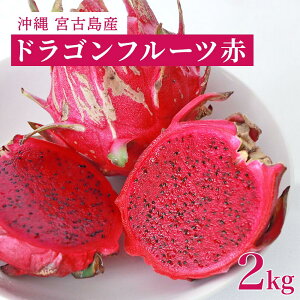 yӂ邳Ɣ[ŁzE{ÓYbhSt[ciԁj2kgy2025Nz | NHt[c _ r^~ ʕ t[c   Yi Mtg v[g lC  